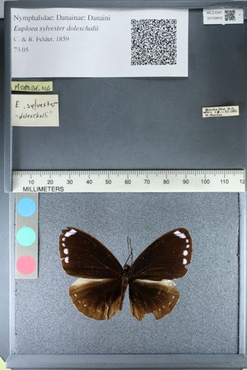 Media type: image;   Entomology 159912